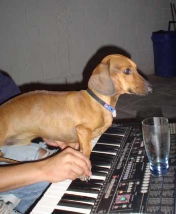 Talento Canino