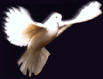 &iquest;Qu&eacute; opinas sobre la Libertad como valor?