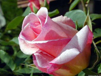 Una rosa es una rosa